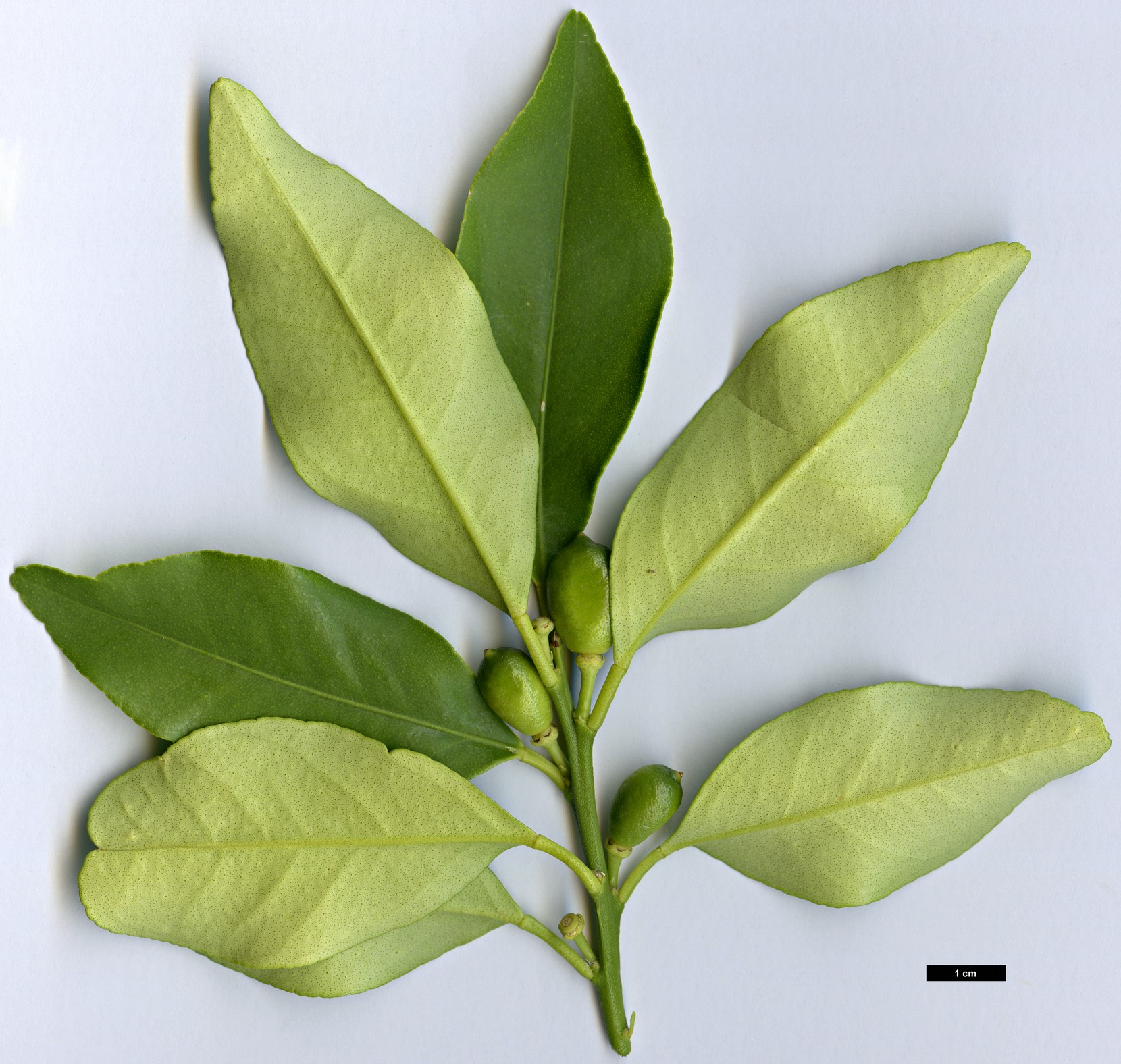 High resolution image: Family: Rutaceae - Genus: Citrus - Taxon: japonica